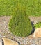 Juniper is coniferous evergreen cone-shaped decorative plant for