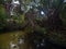 juniper creek in ocala national forest in florida