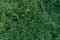 Juniper evergreen cade leaves tree background tropic tropical