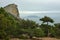 Juniper grove near the rocky coast of the sea