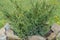 Juniper is growing. In the garden is juniper. A small coniferous plant. Beautiful decorative bush