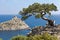 Juniper growing on a rock against the backdrop of ancient reef and the Blue Bay of the New World.