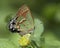 Juniper Hairstreak butterfly