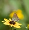 Juniper Hairstreak Butterfly