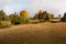 A juniper heath land with yellow leaves of cypress spurges