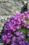 Juniper-leaved thrift Armeria juniperifolia Drakes Deep Form, deep pink flowering plants