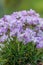 Juniper-leaved thrift Armeria juniperifolia New Zealand Form, flowering plant