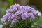 Juniper-leaved thrift Armeria juniperifolia New Zealand Form, flowering plant in pot