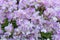 Juniper-leaved thrift, Armeria juniperifolia New Zealand Form, lots of pink flowers