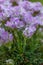 Juniper-leaved thrift Armeria juniperifolia New Zealand Form, pink flowering