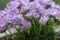 Juniper-leaved thrift Armeria juniperifolia New Zealand Form, pink flowering plant