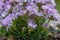 Juniper-leaved thrift, Armeria juniperifolia New Zealand Form, pink flowers