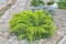 Juniper medium Gold Kissen - ornamental dwarf conifer for landscaping