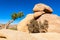 Juniper and Odd Shaped Rock in Joshua Tree National Park