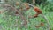 Juniper Rust on branch of Savin juniper Juniperus sabina caused by Gymnosporangium sabinae
