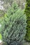 Juniper scaly, grade `Loderii` Juniperus squamata Lamb.. General view of the plant