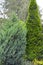 Juniper scaly, variety  `Loderii` and thuja western, variety â€˜Smaragdâ€™ in group planting