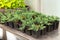 Juniper seedlings are in rows black plastic pots. Juniper bushes in garden shop