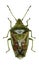 Juniper Shield Bug on white Background