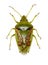 Juniper Shield Bug on white Background