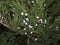 Juniper shrub with cones