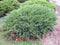 Juniper shrubs 2