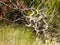 Juniper skeleton Lewis & Clark Caverns