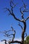 Juniper snag and blue sky