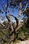 Juniper snag, looking north over the Grand Canyon