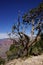 Juniper snag, looking north over the Grand Canyon