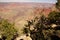 Juniper snag, looking north over the Grand Canyon