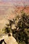 Juniper snag, looking north over the Grand Canyon