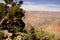 Juniper snag, looking north over the Grand Canyon