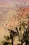 Juniper snag, looking north over the Grand Canyon