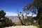 Juniper snag, looking north over the Grand Canyon