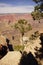 Juniper snag, looking north over the Grand Canyon