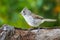 Juniper Titmouse