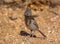 Juniper Titmouse Gathering Nesting Material