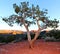 Juniper tree