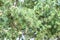 Juniper tree, blurred green needle-like foliage background.