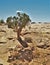 Juniper Tree on Desert Slickrock