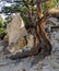 Juniper tree growing among rocks