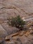 Juniper tree growing among rocks