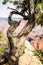 Juniper tree with heart shape on Grand Canyon South Rim Arizona in winter