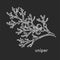 Juniper tree leaves branch with shelled seed berries hand drawn sketch