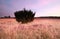 Juniper tree on meadow with heather