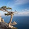 Juniper tree on rocky coast of Black sea