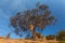 Juniper tree on rocky coast of Black sea.