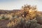 Juniper Tree and Sage Brush in desert sunrise at Sun Lakes State Park Washington State