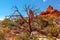 Juniper Tree Sandstone Hoodoos Arches National Park Moab Utah